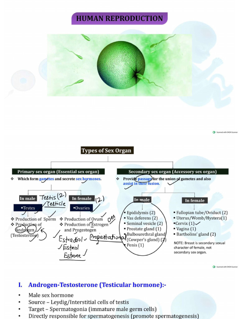 MJ Sir Notes Human Reproduction | PDF