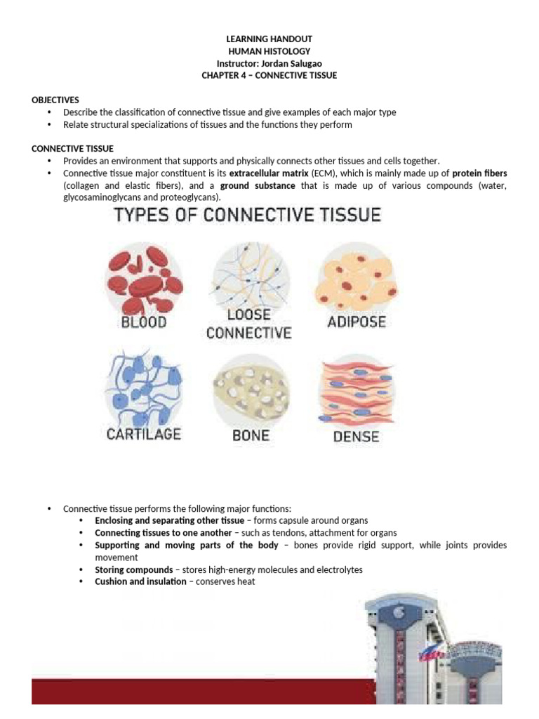 Connective Tissue Overview and Functions | PDF | Connective Tissue | Bone