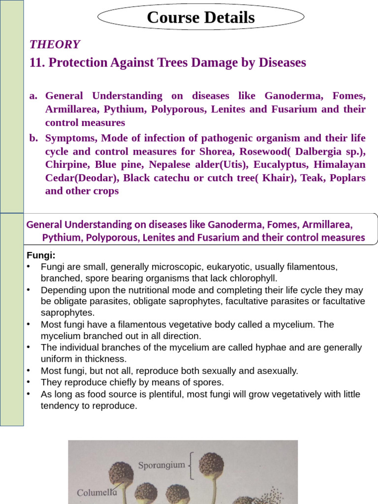 Tree Disease Control Measures Guide | PDF | Fungus | Trees