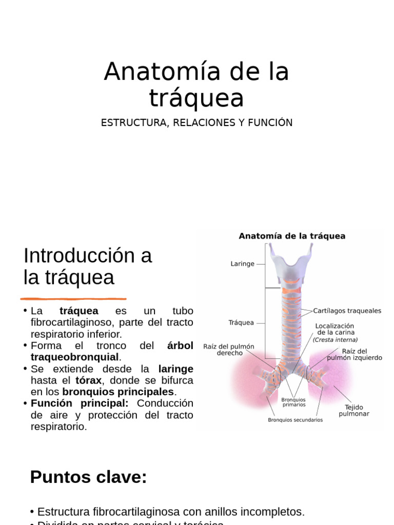 Anatomía de La Tráquea | PDF | Pulmón | Tórax