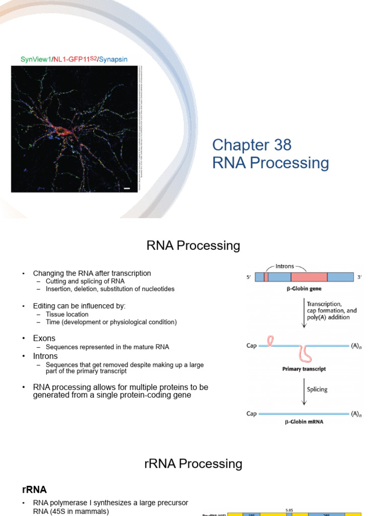 RNA Processing and Genetic Code Overview | PDF | Ribosomal Rna | Rna