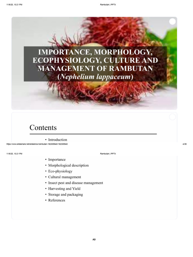 Rambutan Fruit Overview Presentation | PDF