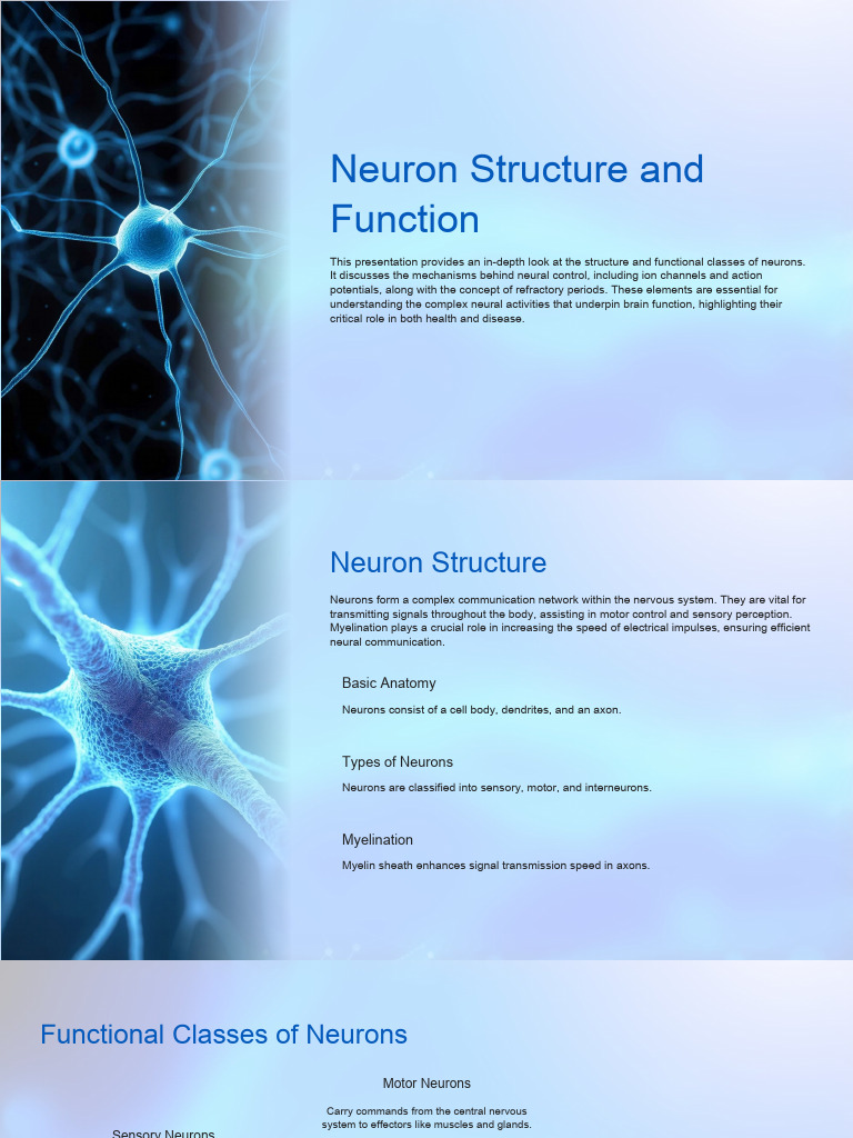 Neuron Structure and Function Explained | PDF | Action Potential | Neuron