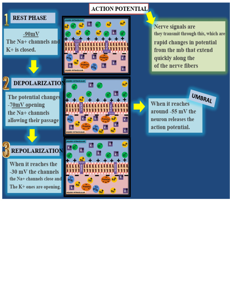 Understanding Action Potential Phases | PDF