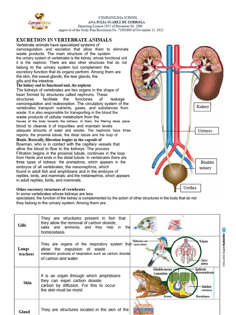 Excretion Mechanisms in Vertebrates | PDF | Organ (Anatomy)
