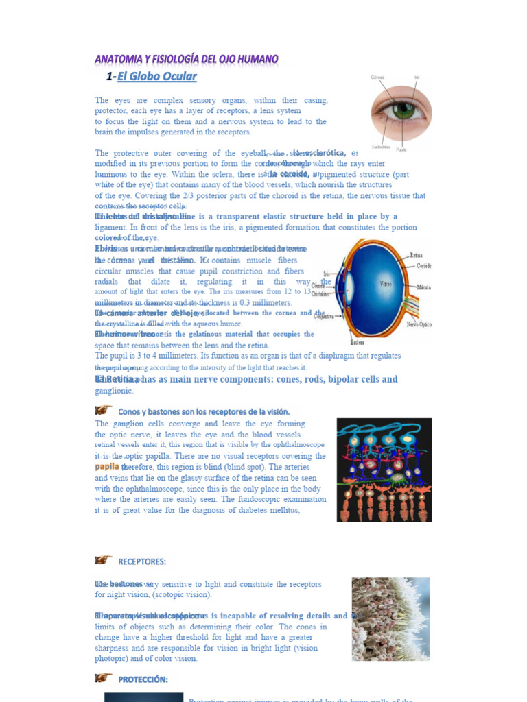 Anatomy and Function of the Human Eye | PDF | Human Eye | Eye