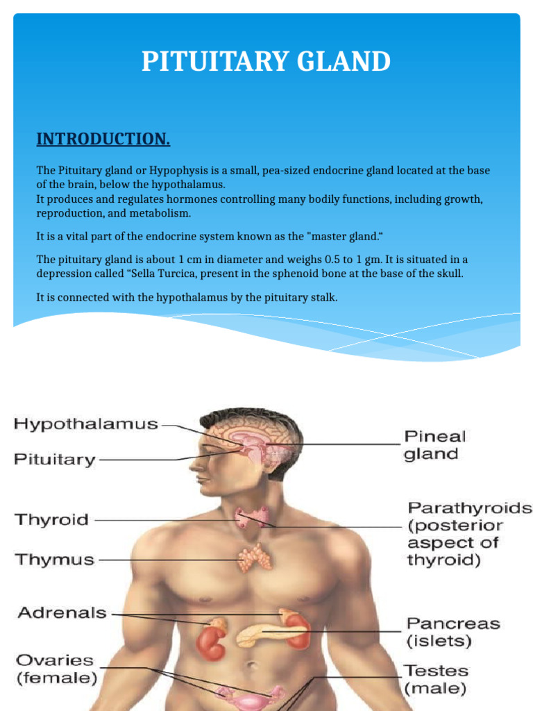 Overview of the Pituitary Gland Functions | PDF | Pituitary Gland ...