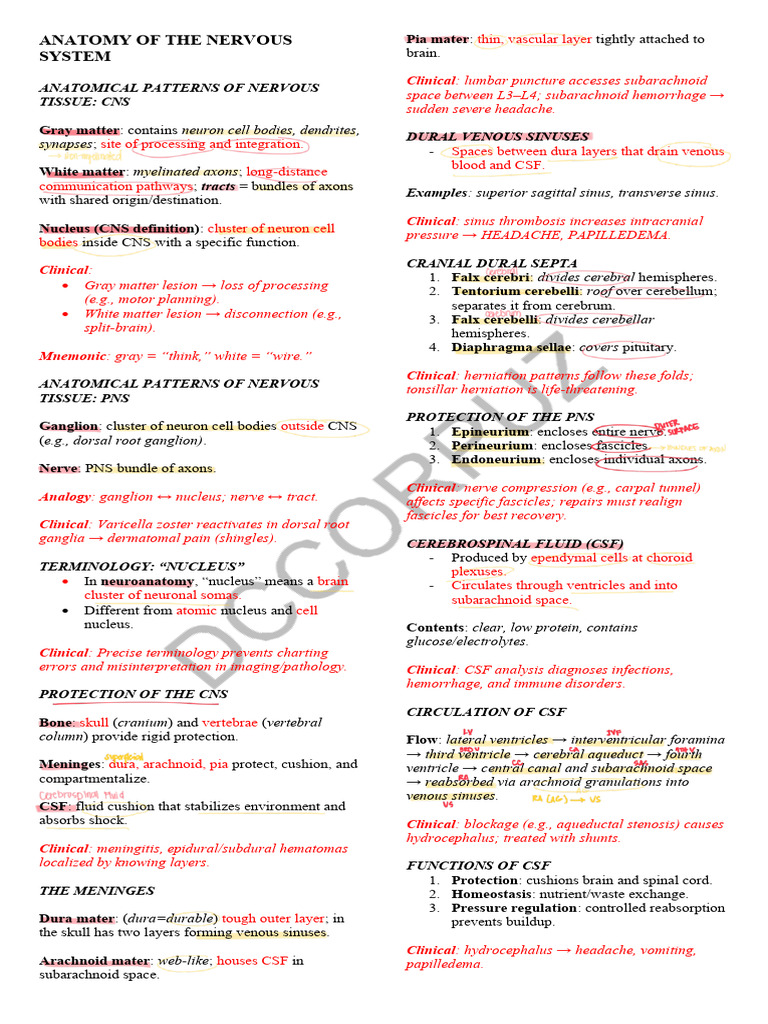Nervous System Anatomy Overview | PDF | Cerebrospinal Fluid | Cerebrum
