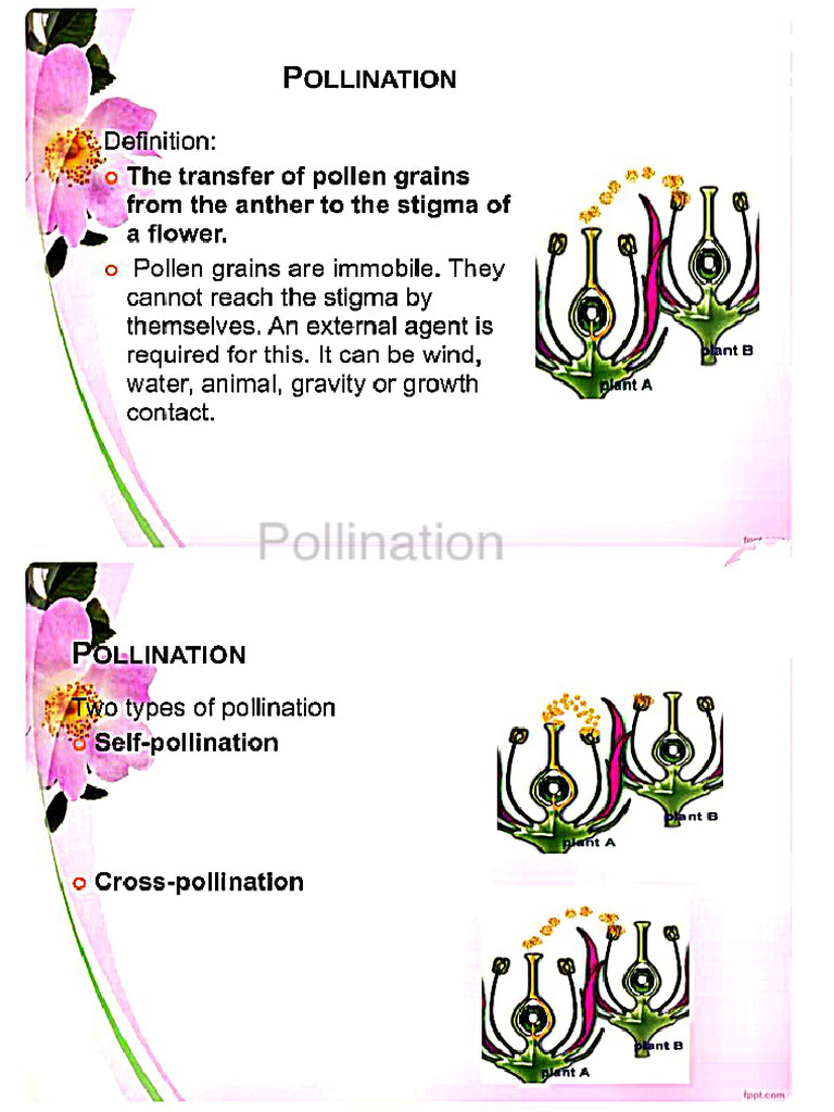 Pollination | PDF