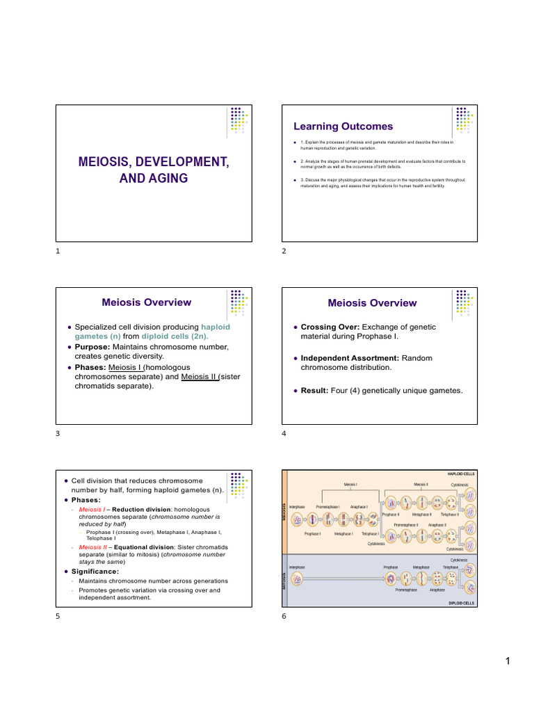 Meiosis and Human Reproductive Health | PDF | Menstrual Cycle | Meiosis