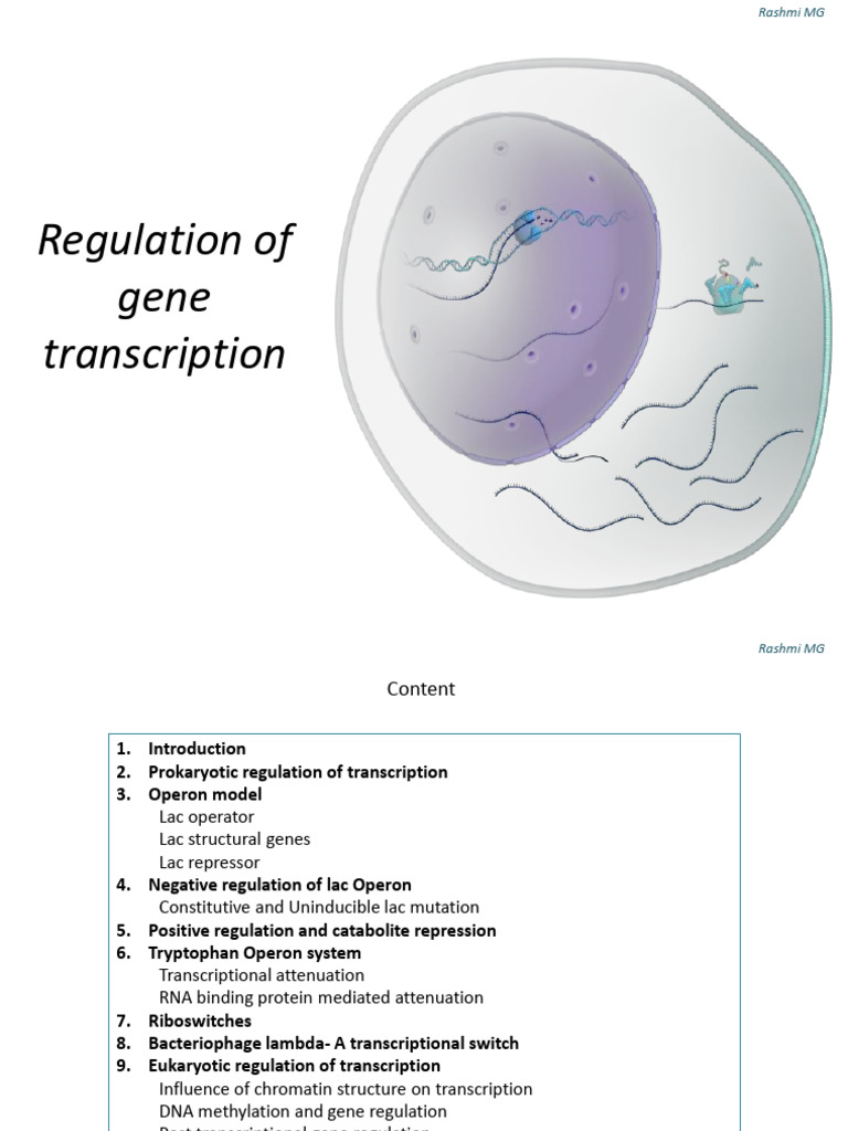 Regulation of Gene Transcription in Prokaryotes and Eukaryotes | PDF ...
