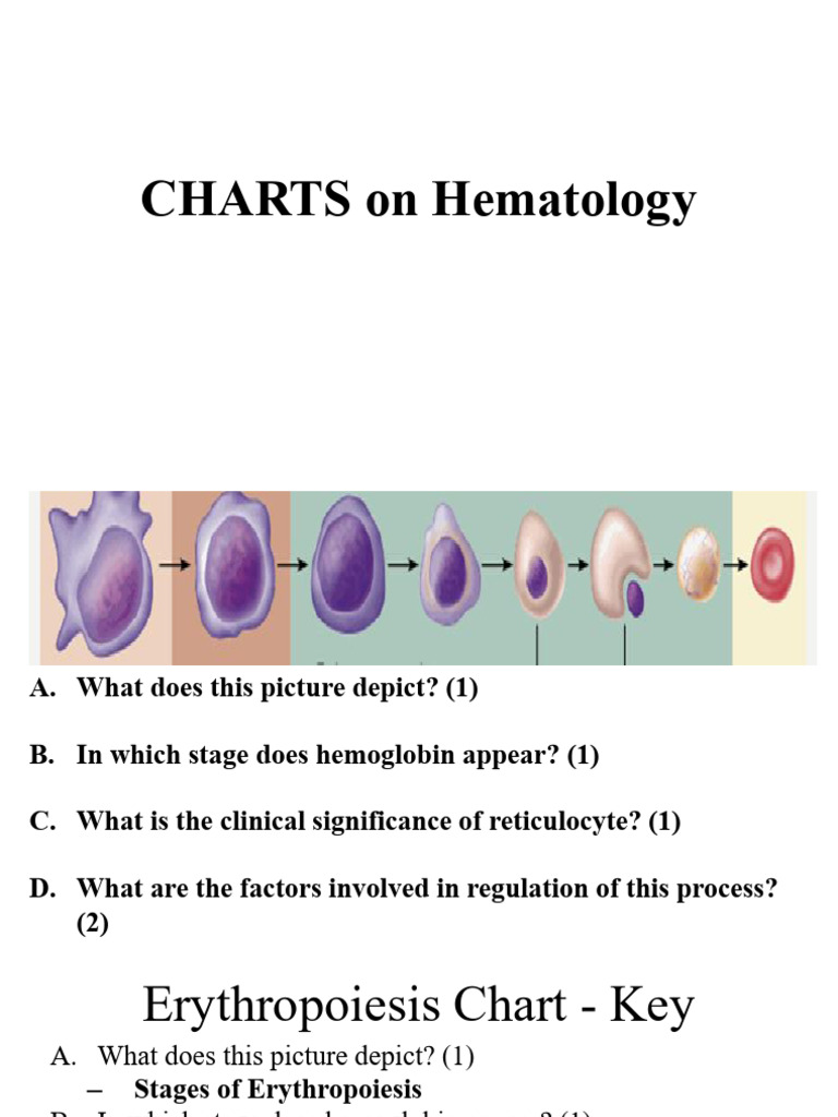 Hematology Charts and Key Concepts | PDF | Red Blood Cell | Anemia