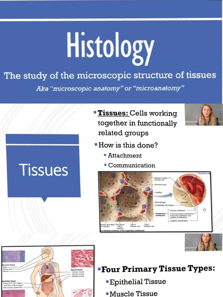 Basic Tissues | PDF