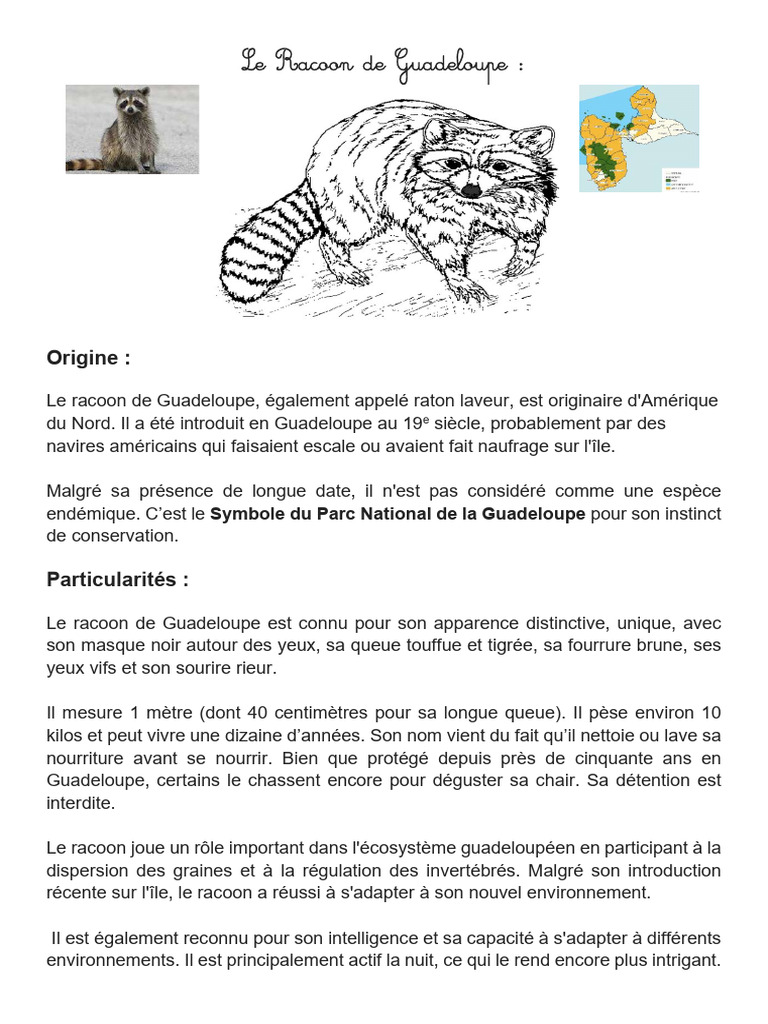Racoon de Guadeloupe : Origine et Habitat | PDF | Raton laveur | Zoologie
