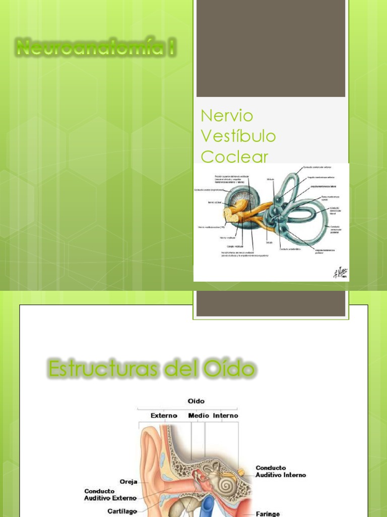 Nervio Vestibulococlear | PDF | Oído | Nervio