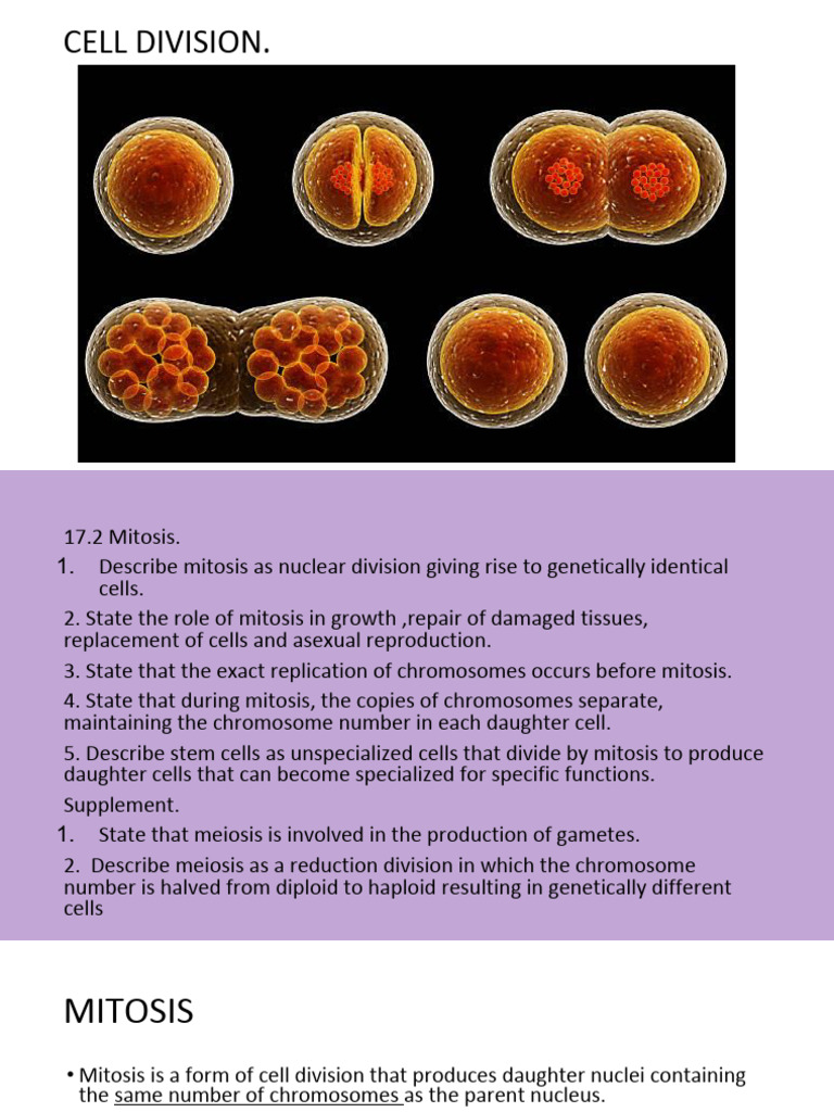Mitosis and Meiosis: Cell Division Explained | PDF | Mitosis | Ploidy