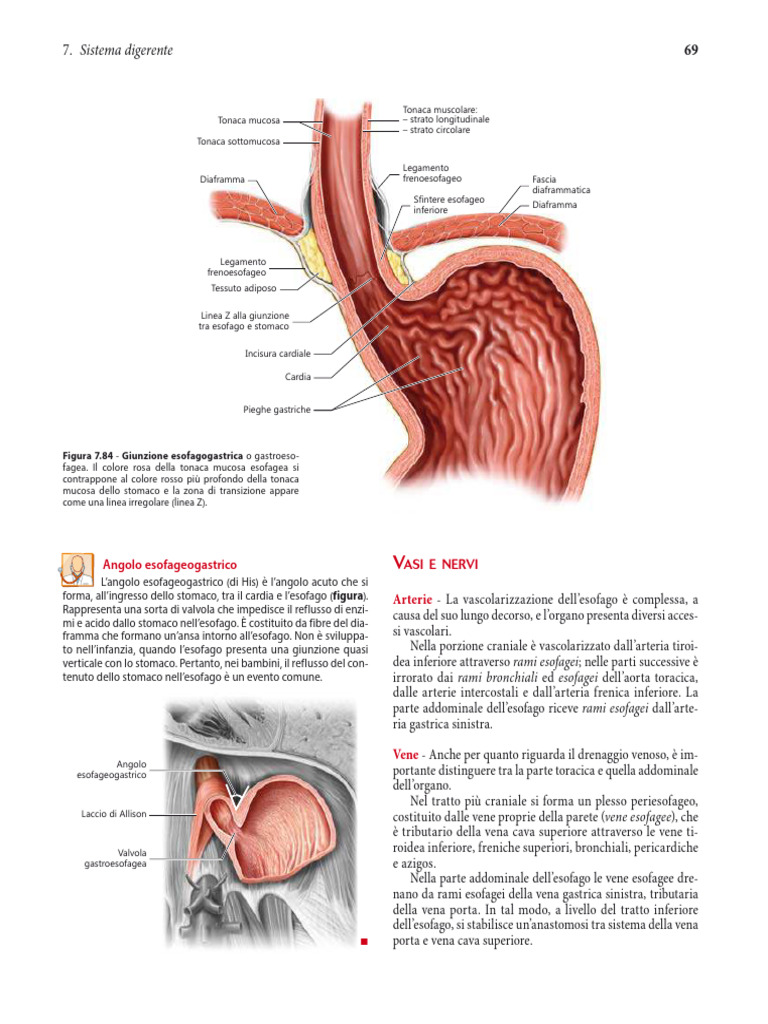 Anatomia Umana 2-085-112 | PDF