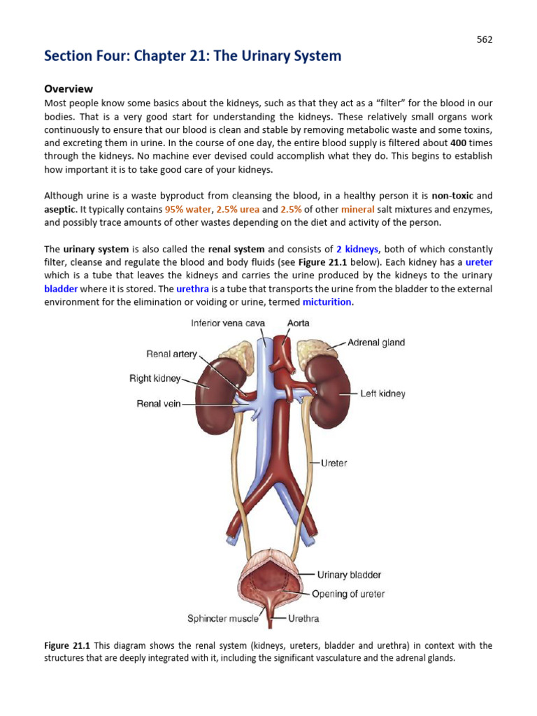 Physiol Text CH 21 Urinary System | PDF | Kidney | Urinary System
