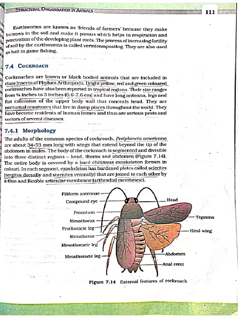 Cockroach | PDF