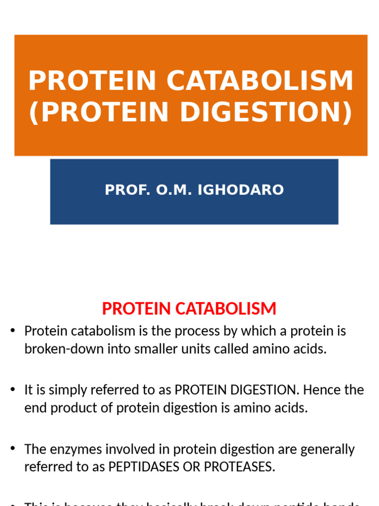 PROTEIN DIGESTION | PDF | Digestion | Protease