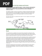 Rabbit Digestive & Respiratory Dissection Guide | PDF ...