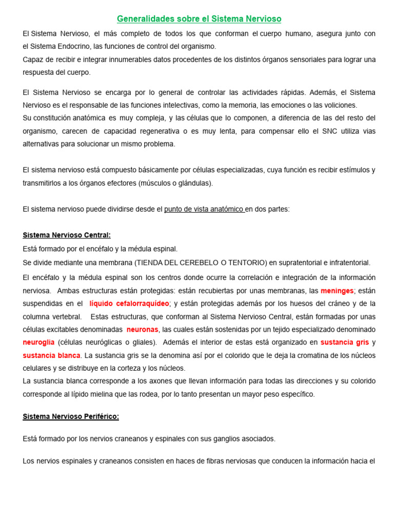 Estructura y Función del Sistema Nervioso | PDF | Médula espinal | Cerebelo