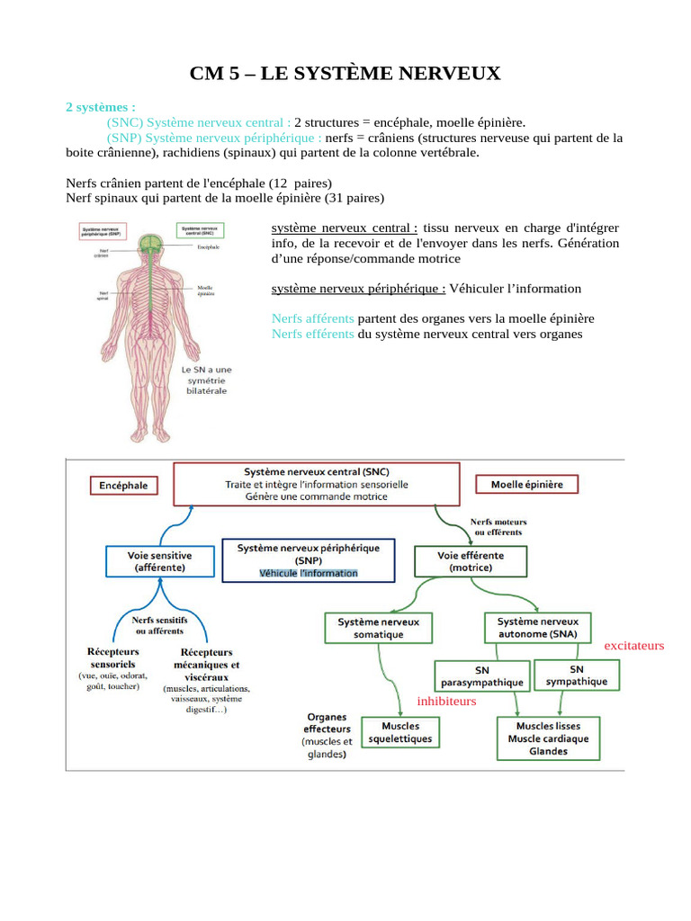 Système Nerveux : Structure et Fonctionnement | PDF | Synapse | Système ...