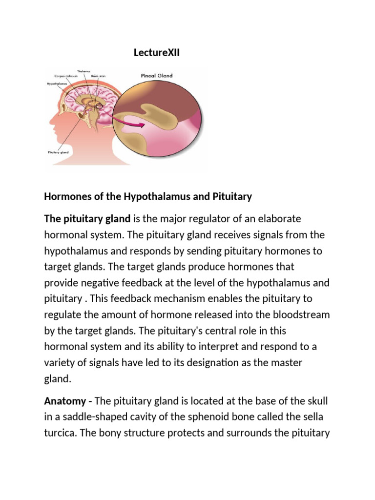 Hypothalamus and Pituitary Hormones Overview | PDF | Pituitary Gland ...