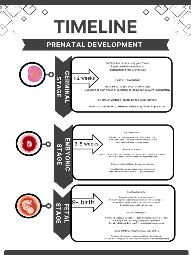 Prenatal Development Stages Overview | PDF | Prenatal Development | Fetus