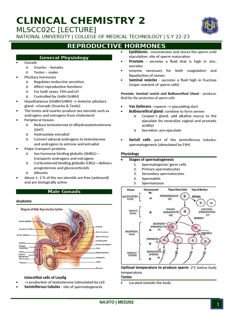 Male and Female Reproductive Physiology | PDF | Menstrual Cycle | Androgen