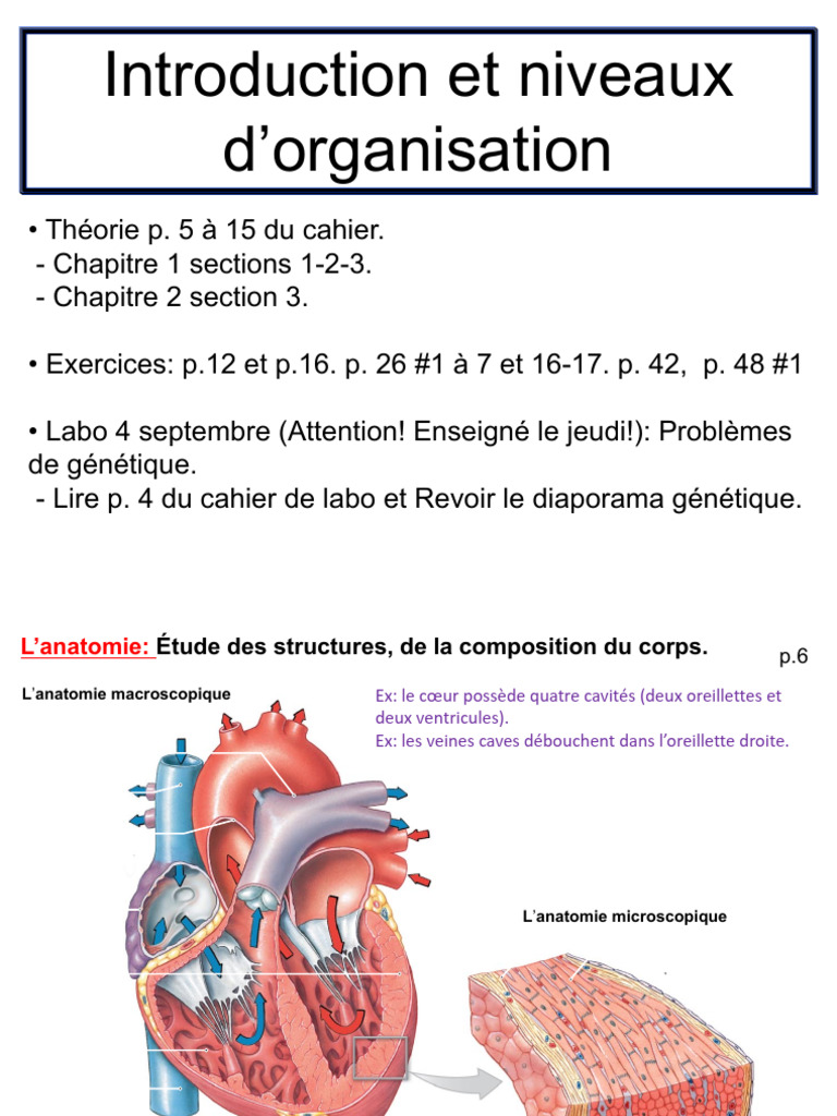 Niveaux d'organisation du corps humain | PDF | Cellule (Biologie ...
