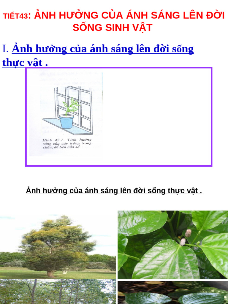 Bài 42 NH Hư NG C A Ánh Sáng | PDF