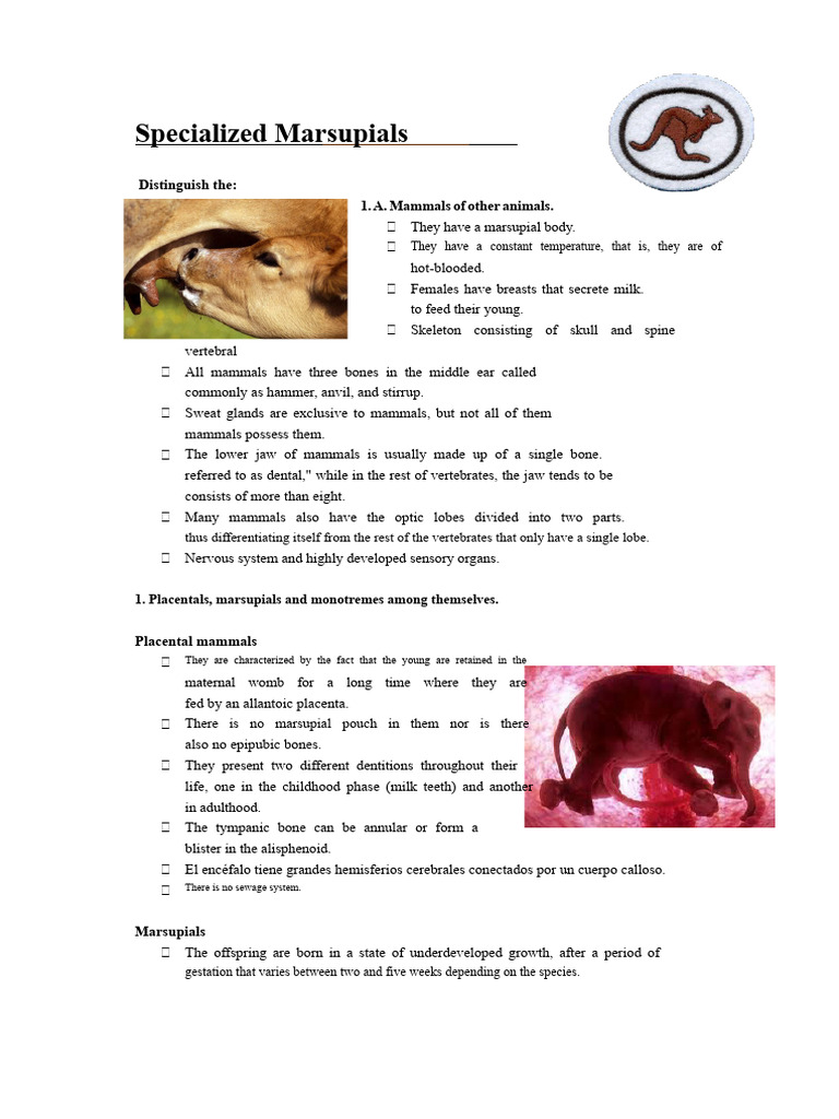 Understanding Specialized Marsupials | PDF | Marsupials | Mammals