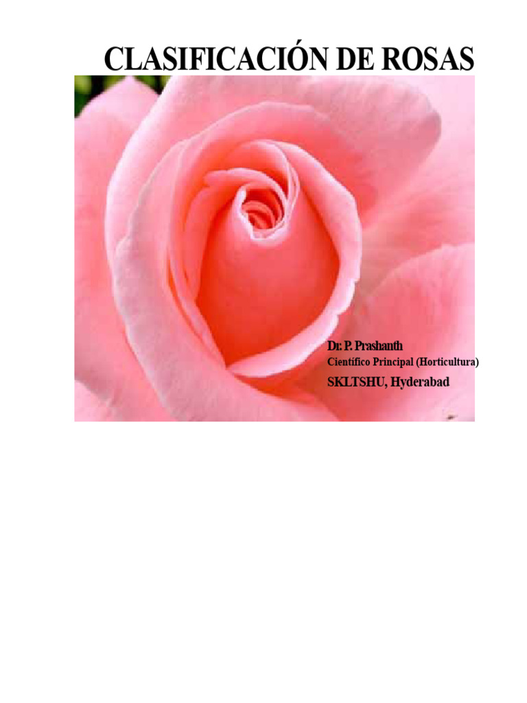 Rosa | PDF | Rosa | Té