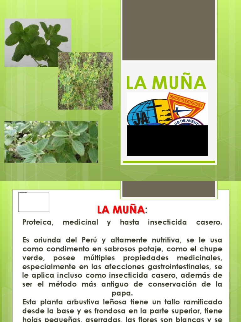 Beneficios y propiedades de la muña | PDF | Hogar, jardinería y bricolaje