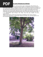 Kalachuchi Tree: A Philippine Icon | PDF