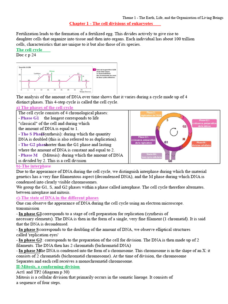 Chapter 1 - Cell Division IMPORTANT | PDF | Meiosis | Mitosis