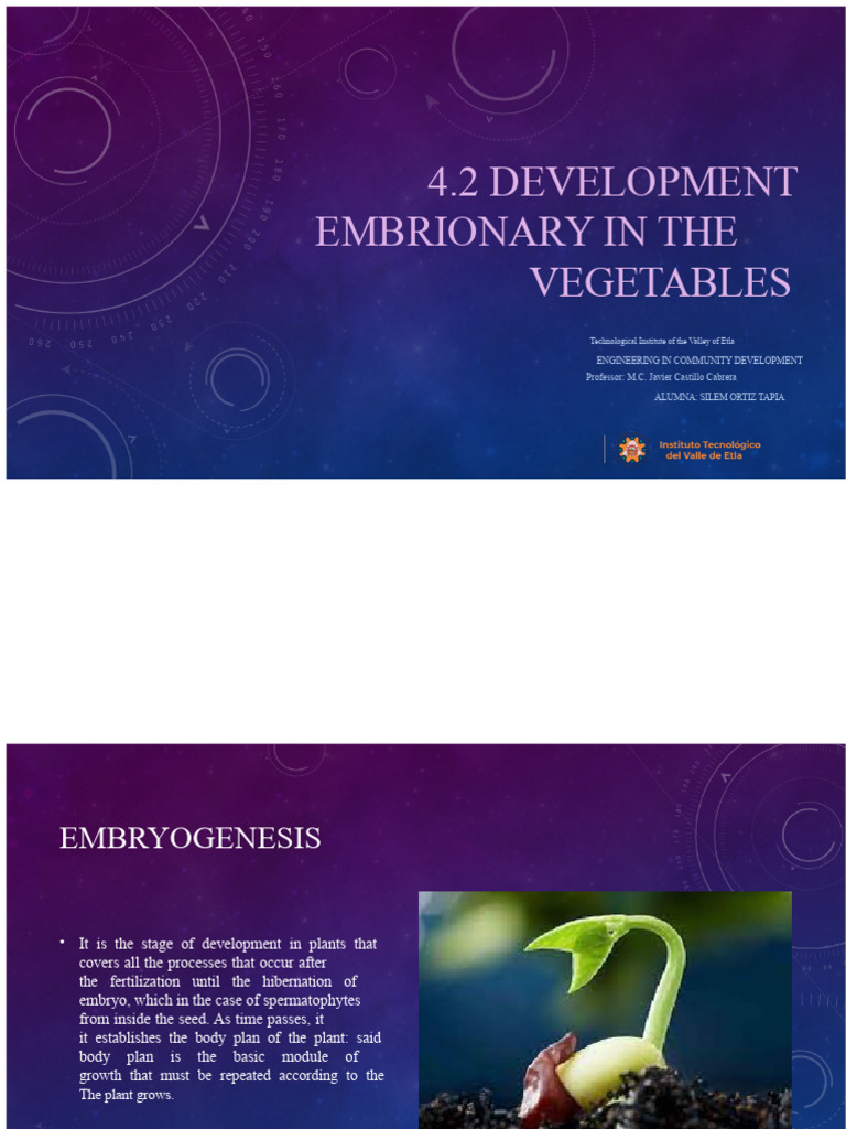 Plant Embryogenesis and Development | PDF | Embryo | Seed