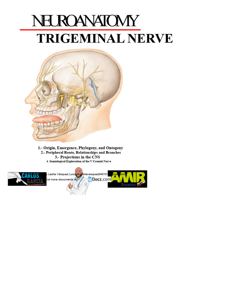 Trigeminal Nerve: Anatomy and Functions | PDF | Primate Anatomy | Human ...