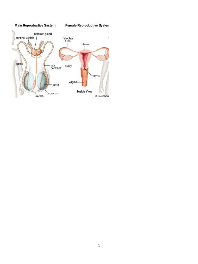 Human Reproductive System Overview | PDF | Uterus | Menstrual Cycle