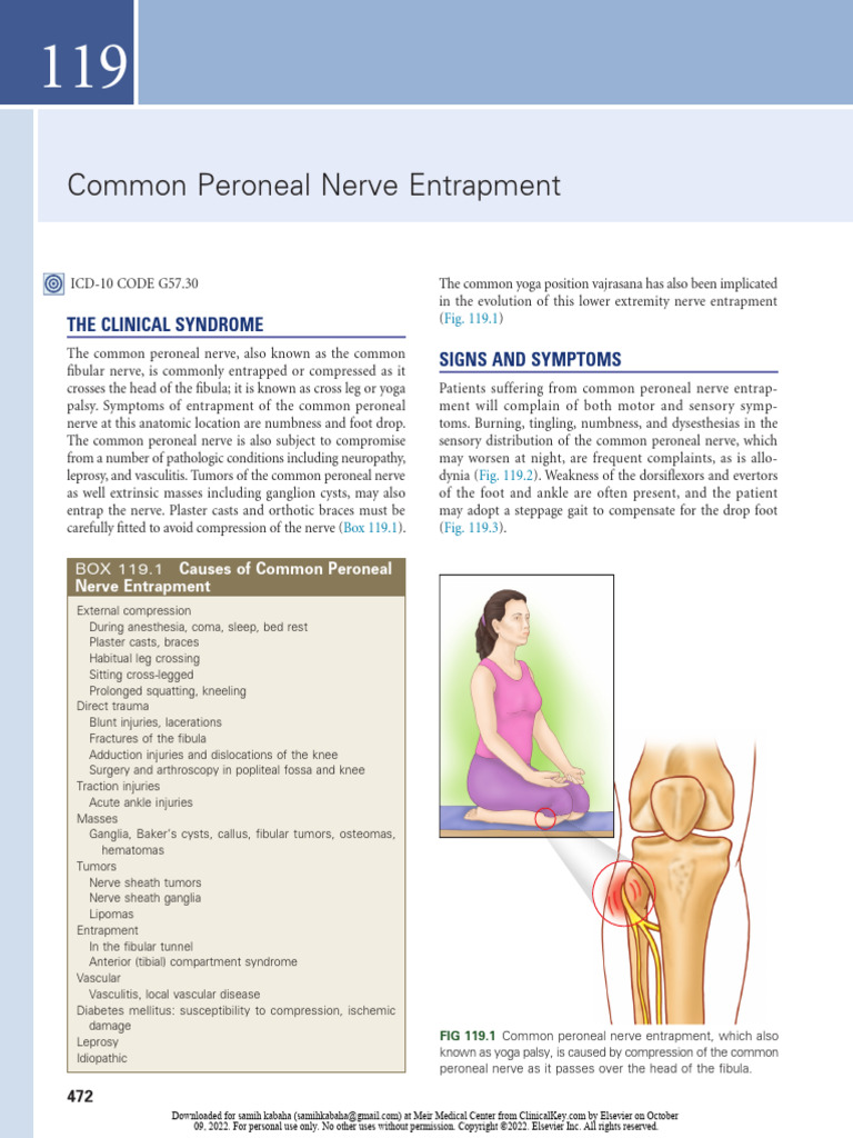 Common Peroneal Nerve Entrapment Guide | PDF | Nervous System | Human ...