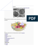 Mitochondrion: From Wikipedia, The Free Encyclopedia