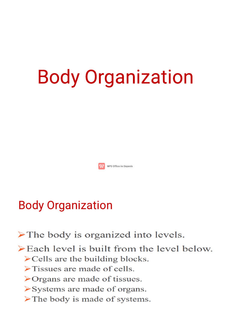2 Body Organization | PDF