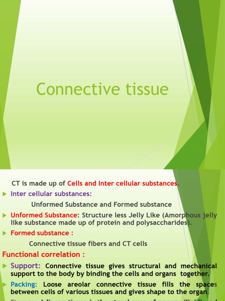 Understanding Connective Tissue Functions | PDF | Bone | Osteoblast