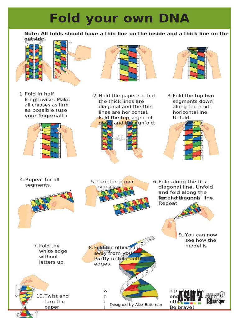 Fold Your Own DNA | PDF | Dna | Origami
