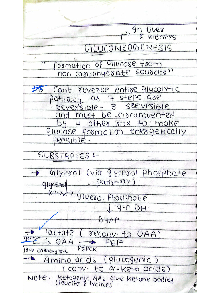 Gluconeogenesis and Glycogen Metabolism | PDF