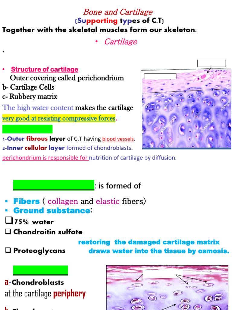 Types and Functions of Cartilage Tissue | PDF | Cartilage ...