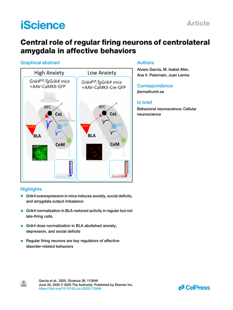 Role of Centrolateral Amygdala in Affective Behaviors | PDF | Synapse ...