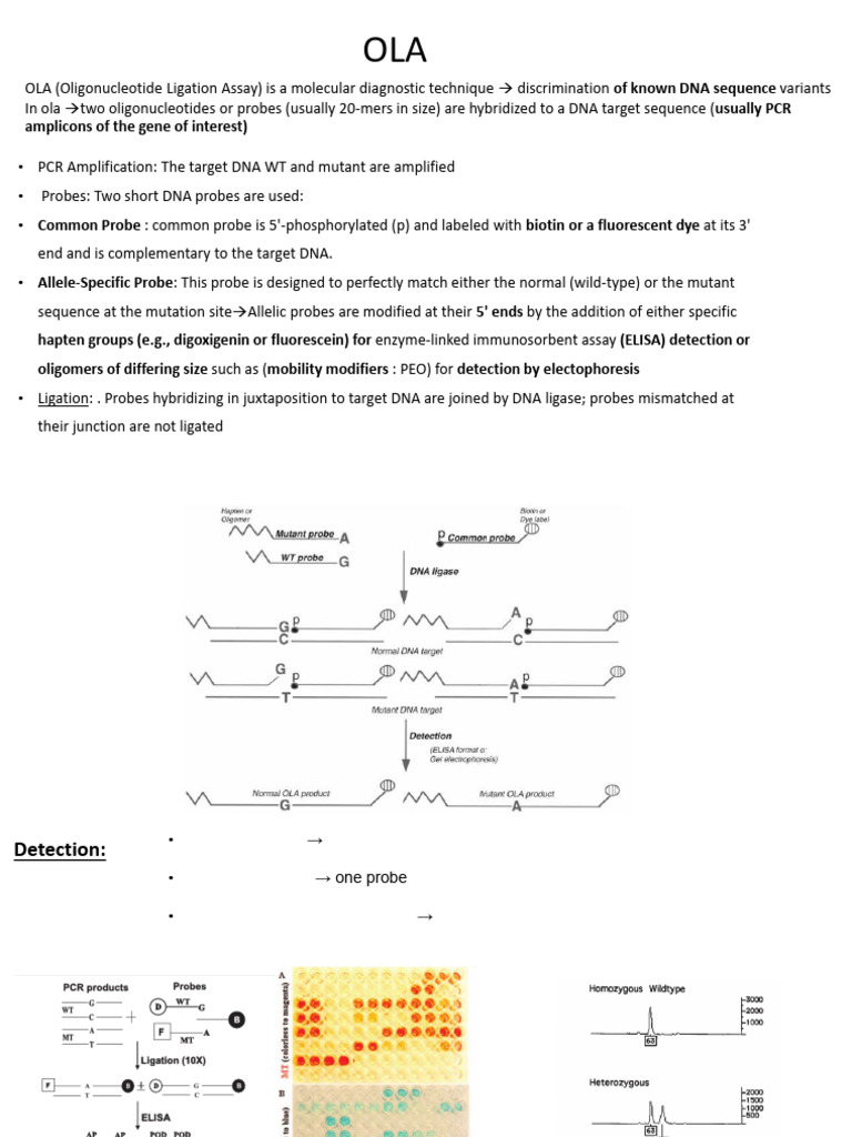 OLA and SSCP Techniques for DNA Analysis | PDF | Gel Electrophoresis ...