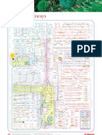 Metabolic Pathways Poster